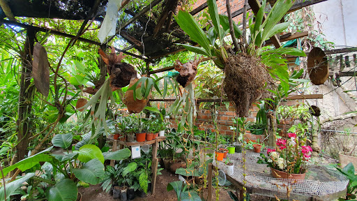 Vivero Jardin Las Cattleyas Tarapoto