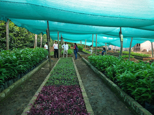 VIVERO MUNICIPAL BANDA DE SHILCAYO